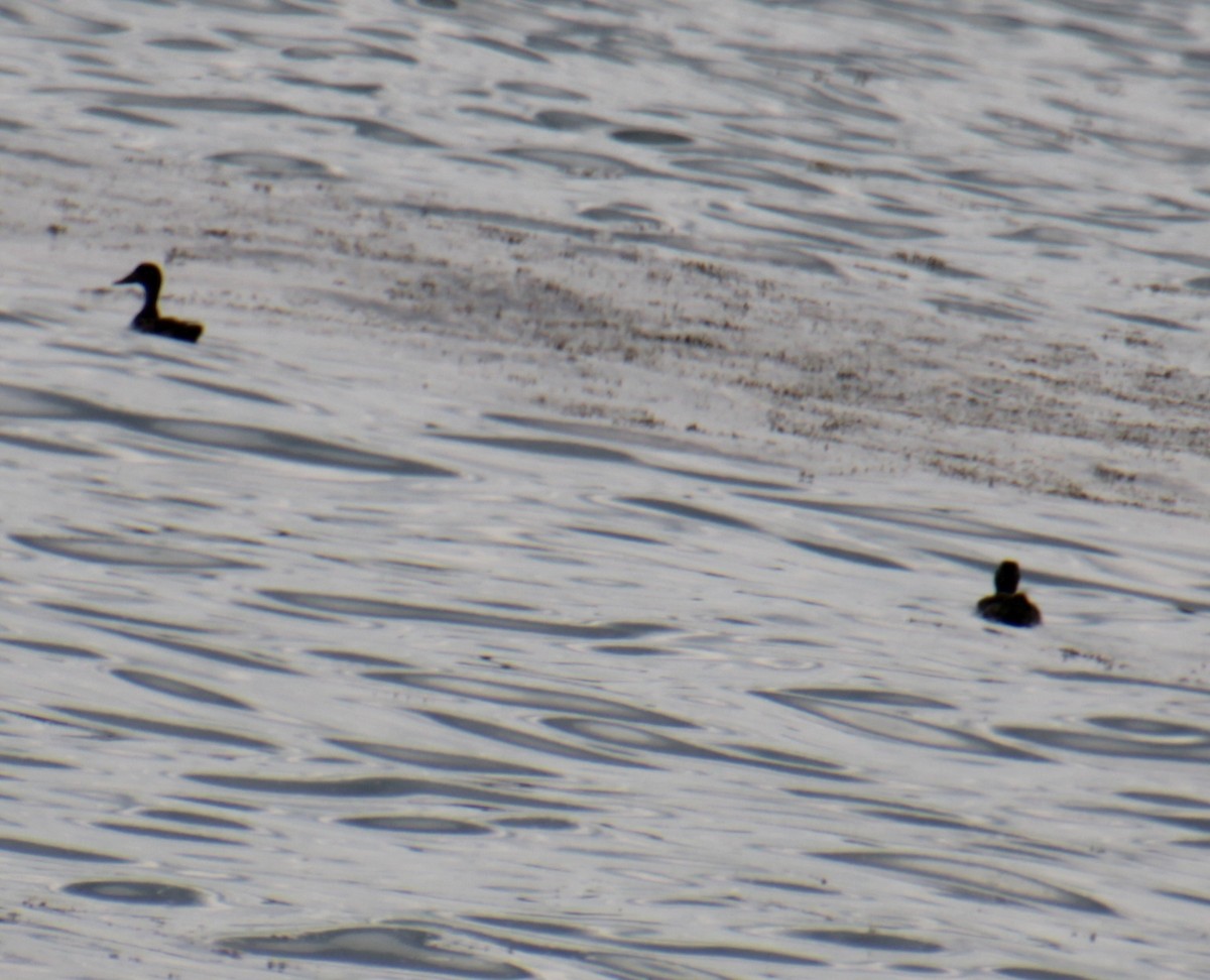 eBird Checklist - 21 Jul 2024 - Marblehead Neck Causeway - 17 species