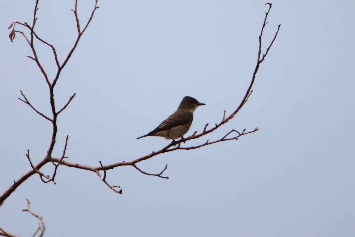 Olive-sided Flycatcher - ML621727859