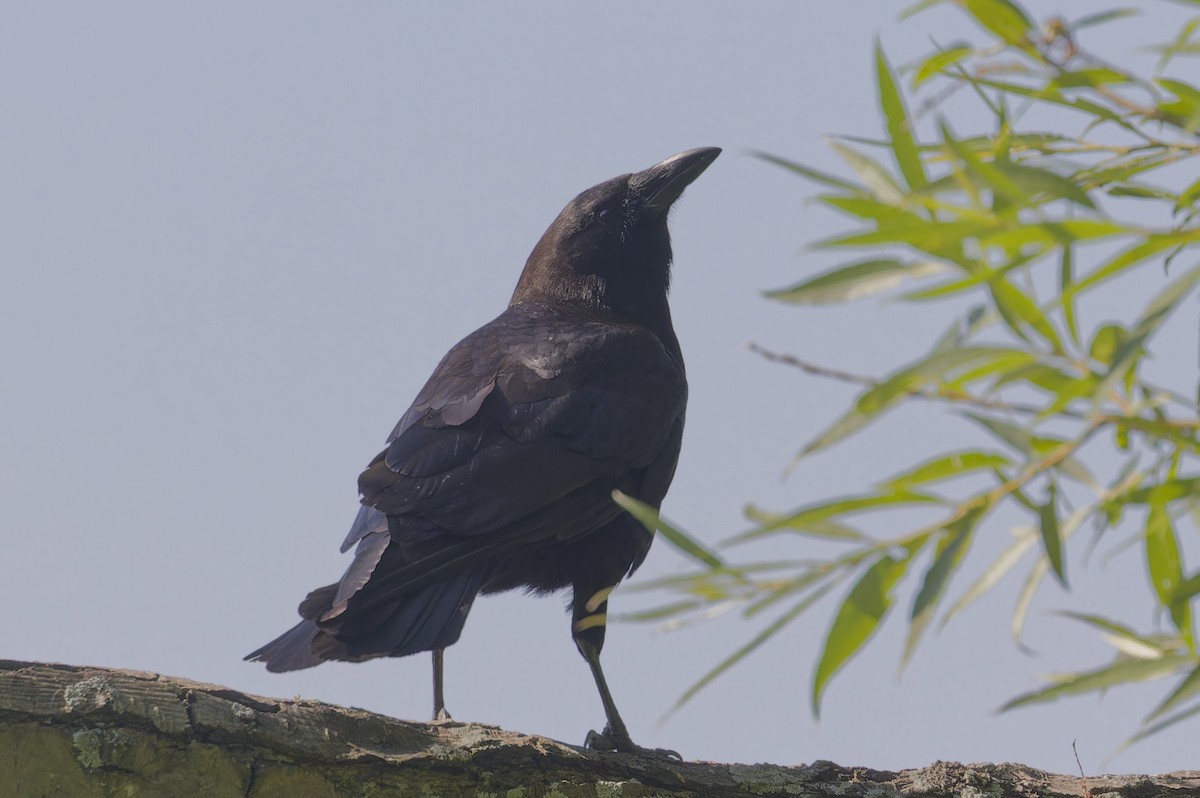 American Crow - ML621727926