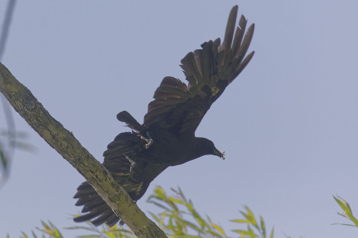American Crow - ML621727941