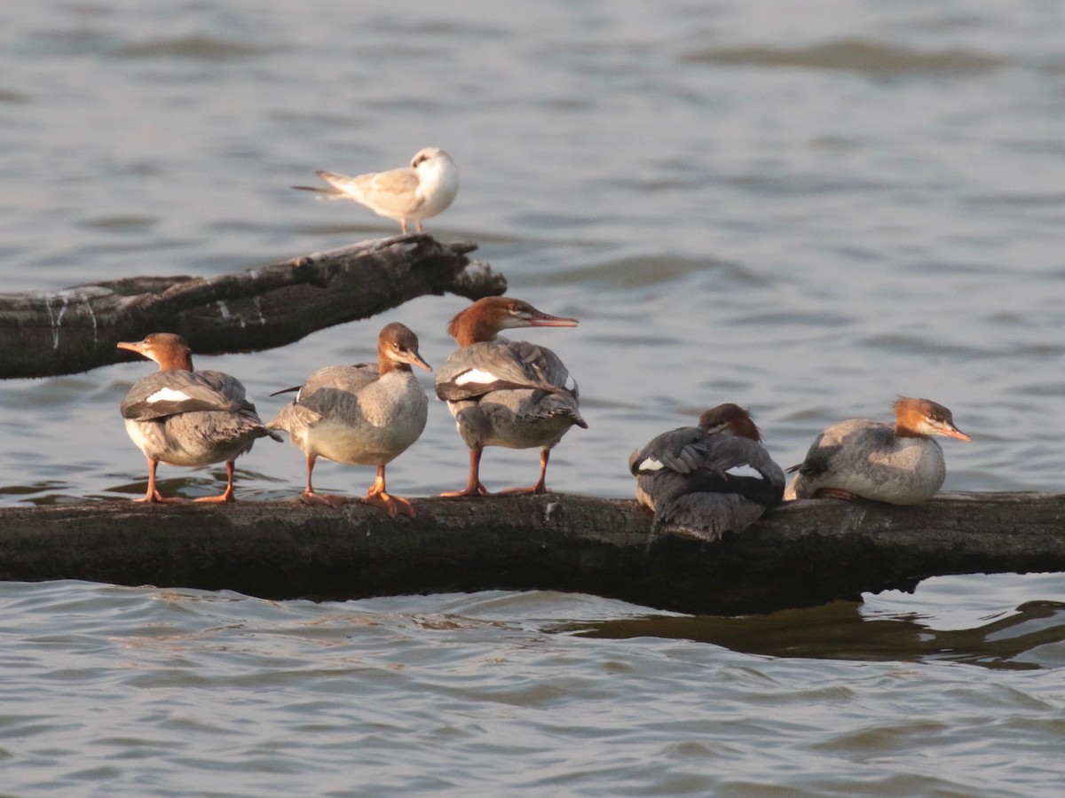 Common Merganser - Paul Jacyk