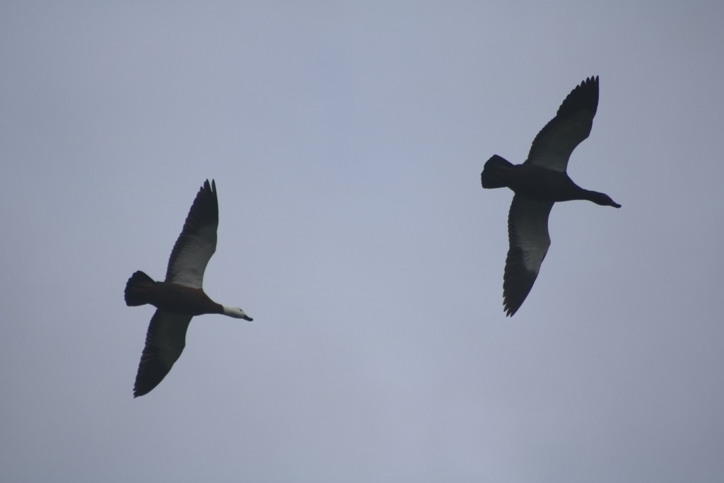 Paradise Shelduck - ML621728020