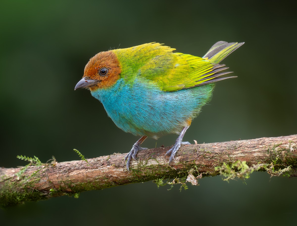 Bay-headed Tanager (Bay-and-blue) - ML621728094