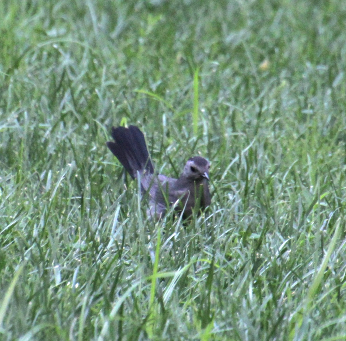 Gray Catbird - ML621728195