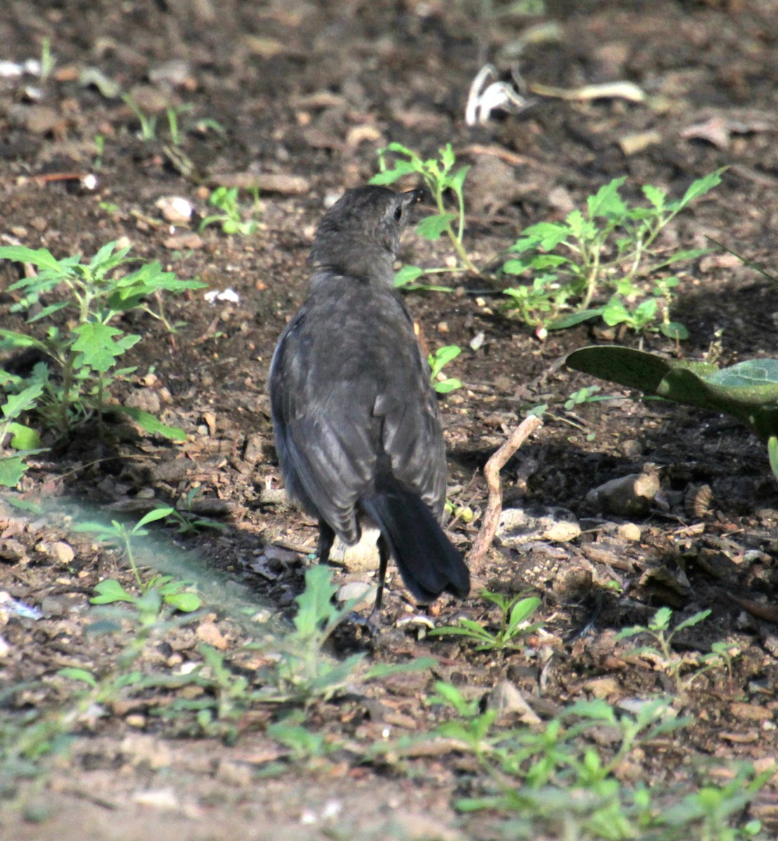 Gray Catbird - ML621728199