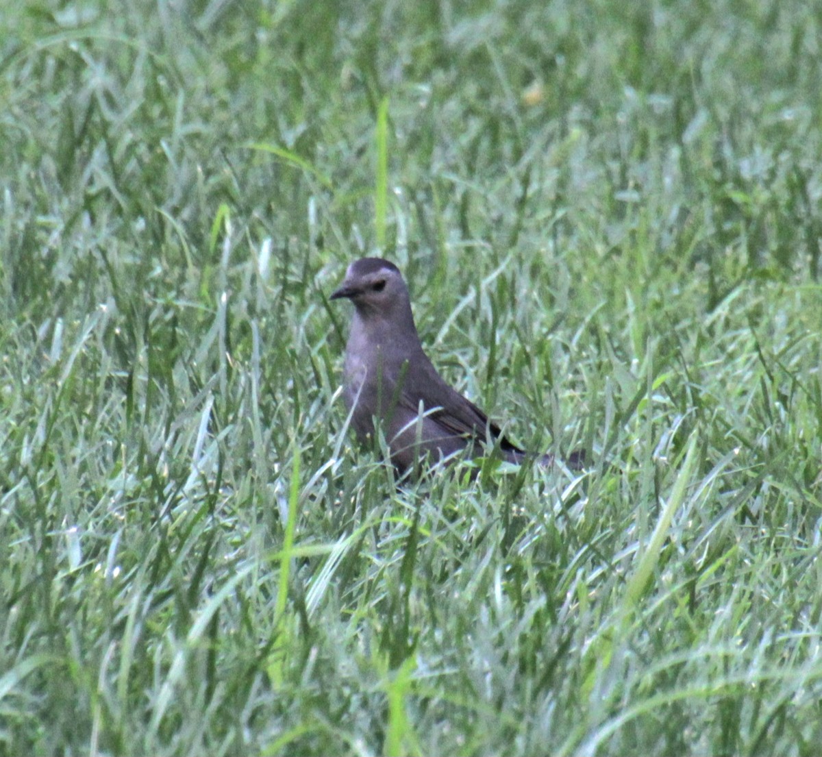 Gray Catbird - ML621728200