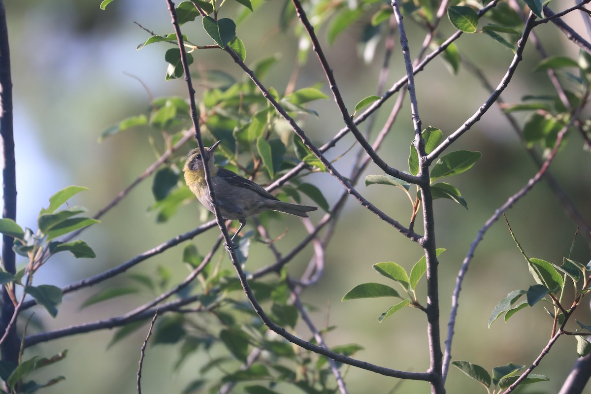 Olive Warbler - ML621728207