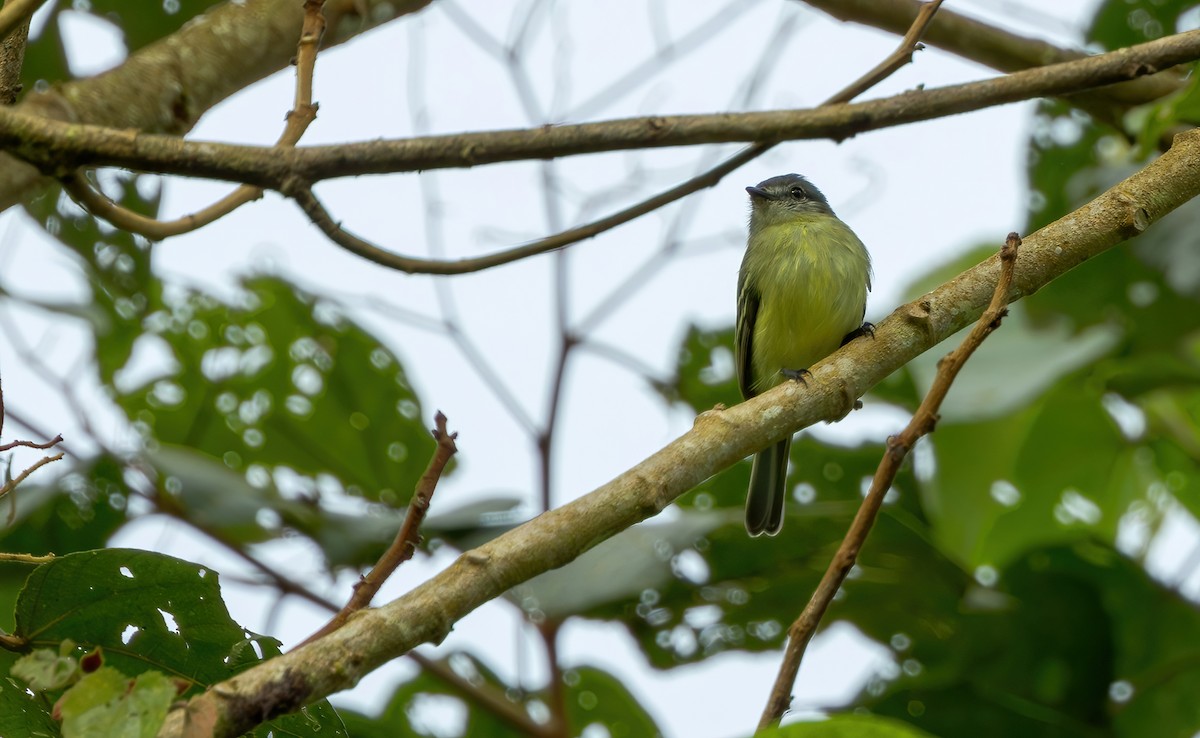 Ecuadorian Tyrannulet - Connor Cochrane