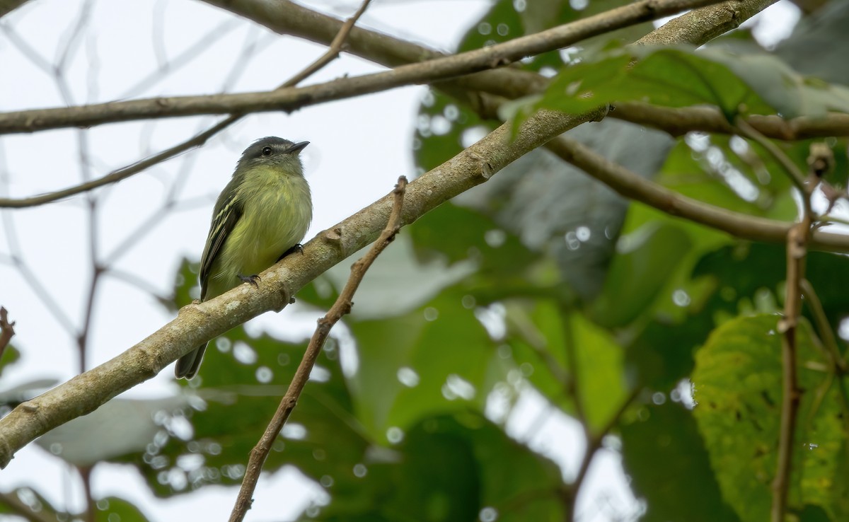 Ecuadorian Tyrannulet - ML621728411