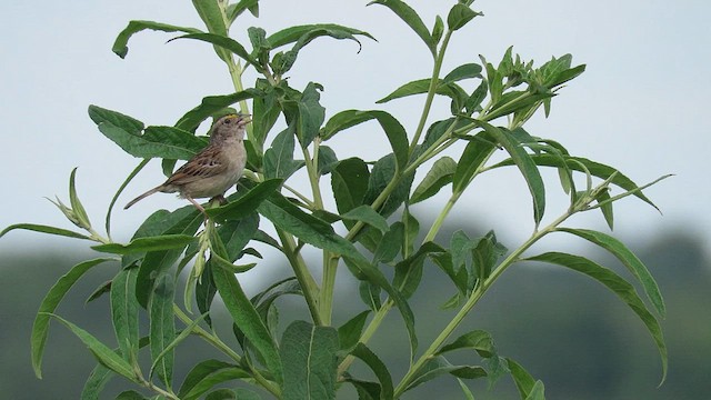 Grassland Sparrow - ML621728436