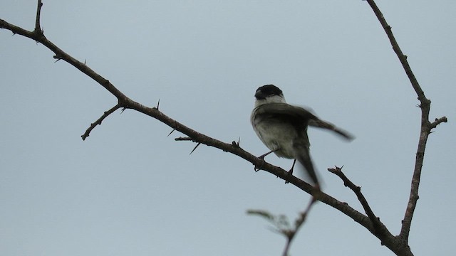 Pearly-bellied Seedeater - ML621728496