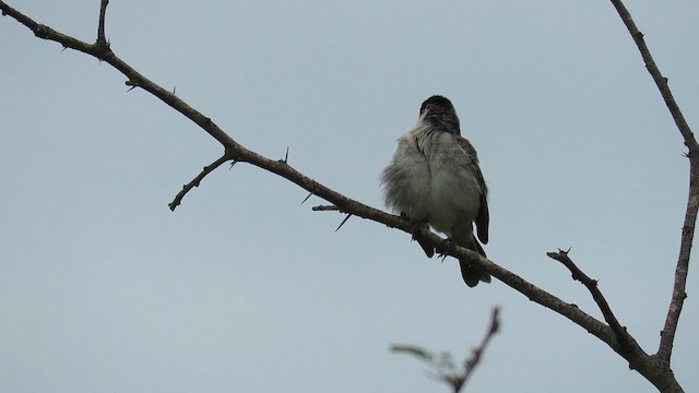 Pearly-bellied Seedeater - ML621728497