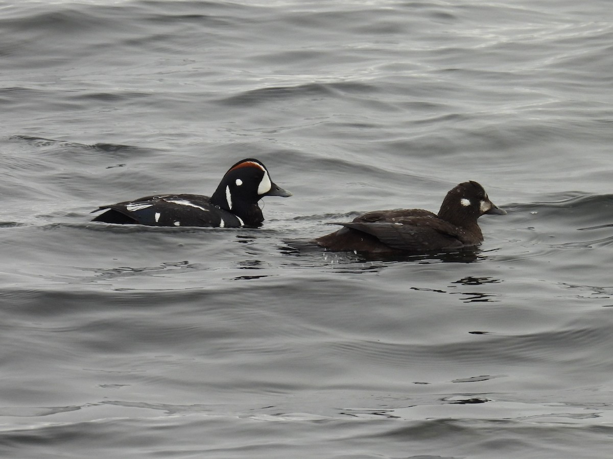 Harlequin Duck - ML621728499