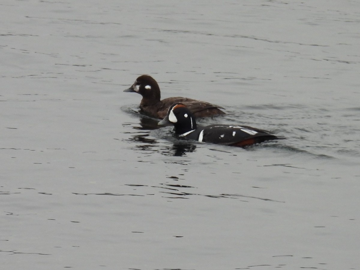 Harlequin Duck - ML621728503