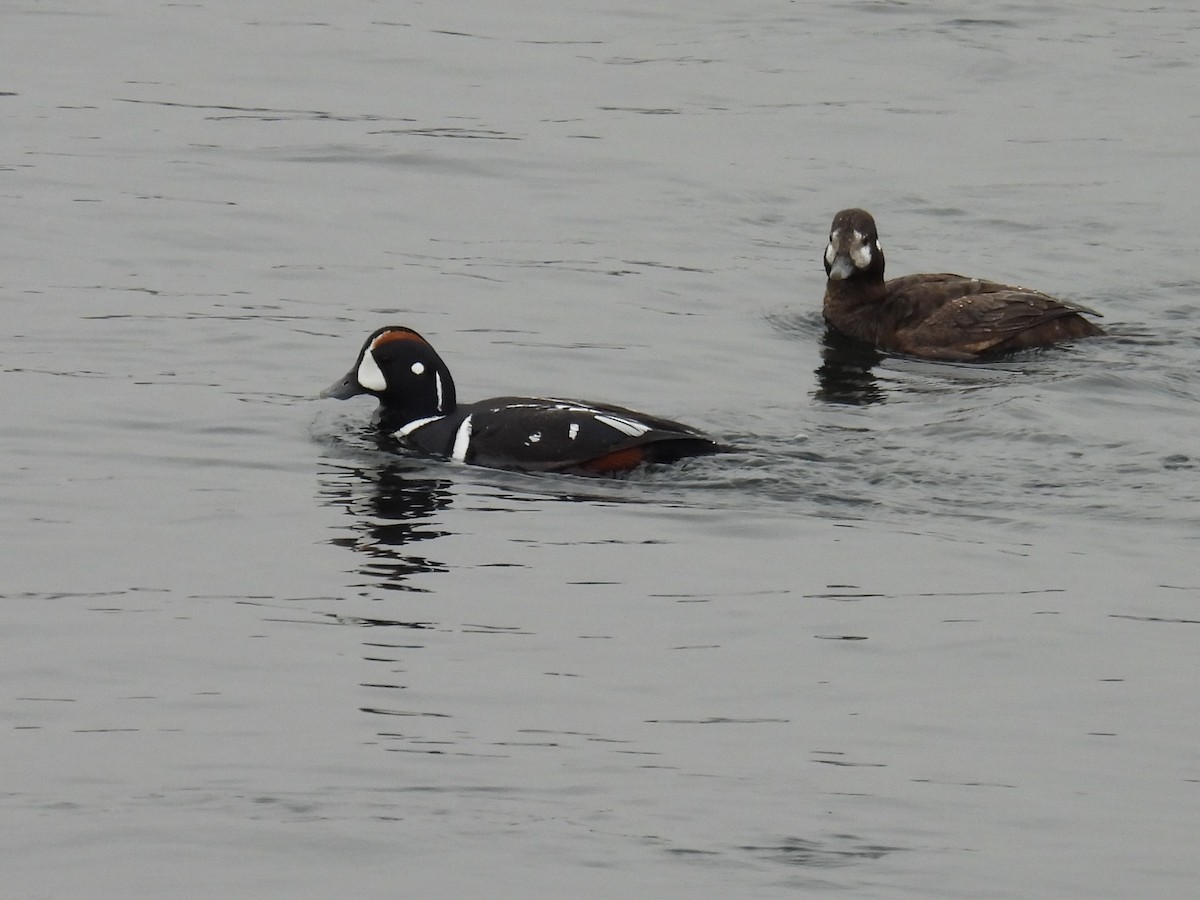 Harlequin Duck - ML621728504