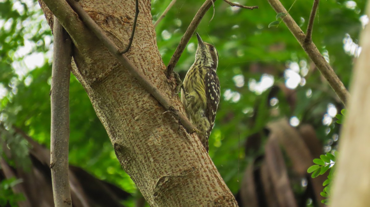 Philippine Pygmy Woodpecker - ML621728509