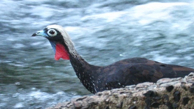 Black-fronted Piping-Guan - ML621728511