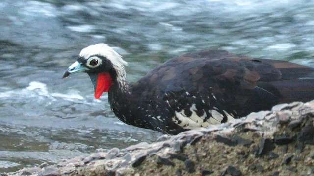 Black-fronted Piping-Guan - ML621728531