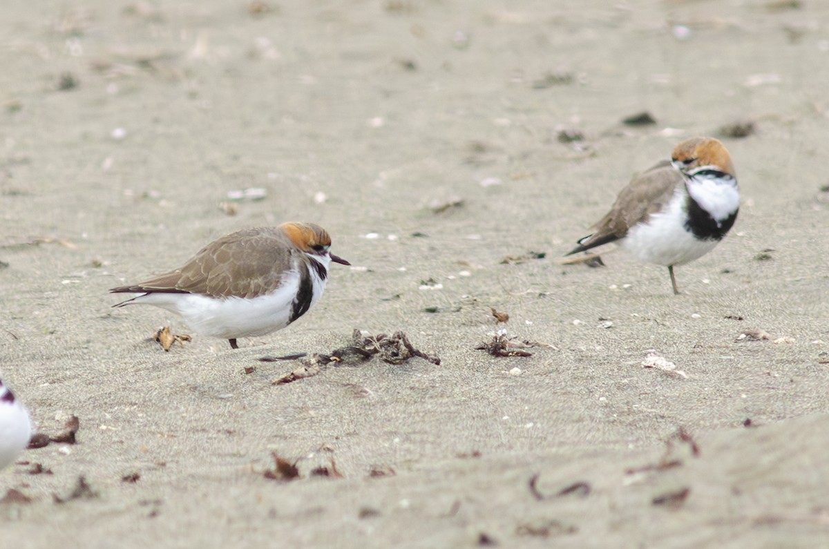 Two-banded Plover - ML621728558