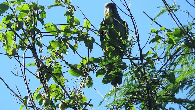 Scaly-headed Parrot - ML621728561