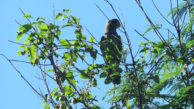 Scaly-headed Parrot - ML621728564