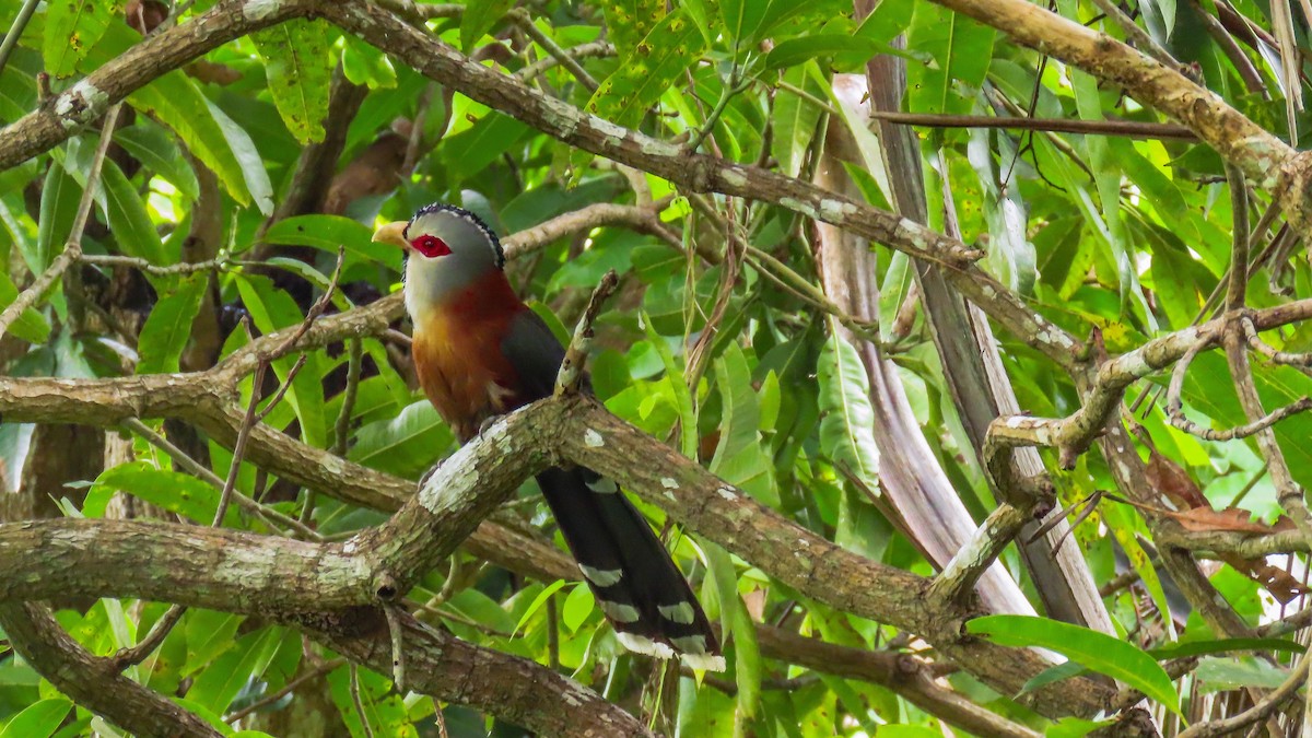 Scale-feathered Malkoha - ML621728596