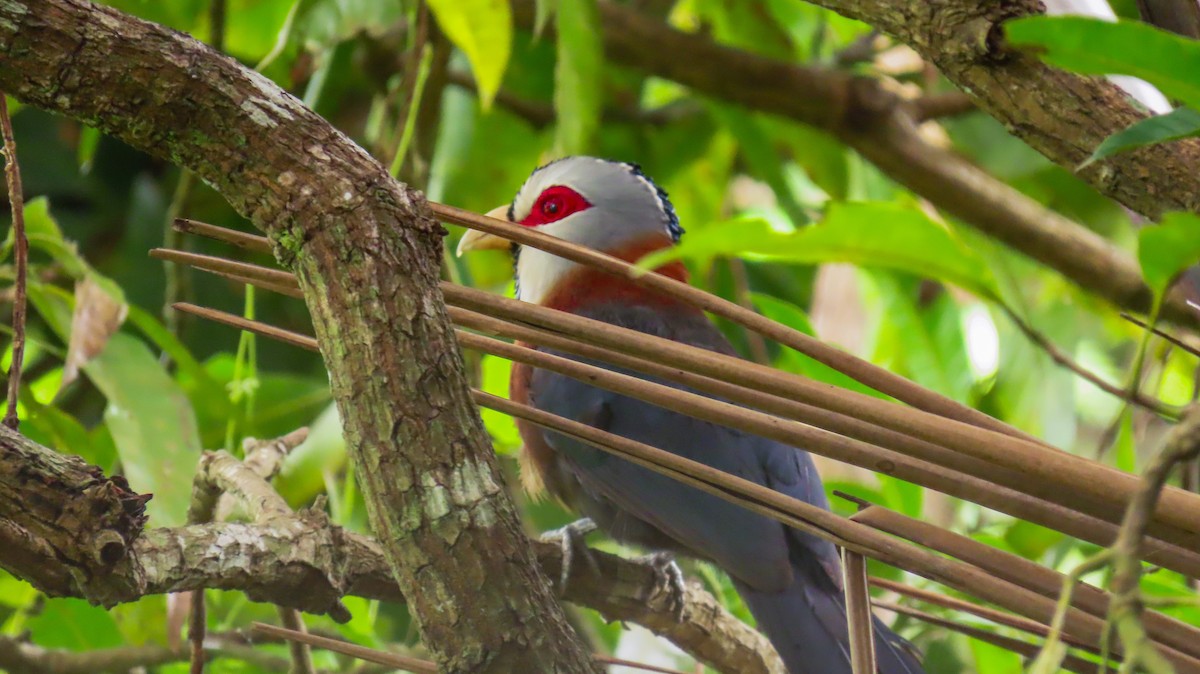 Scale-feathered Malkoha - ML621728597