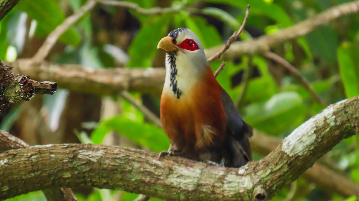 Scale-feathered Malkoha - ML621728598