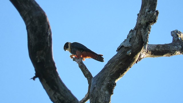 Bat Falcon - ML621728599