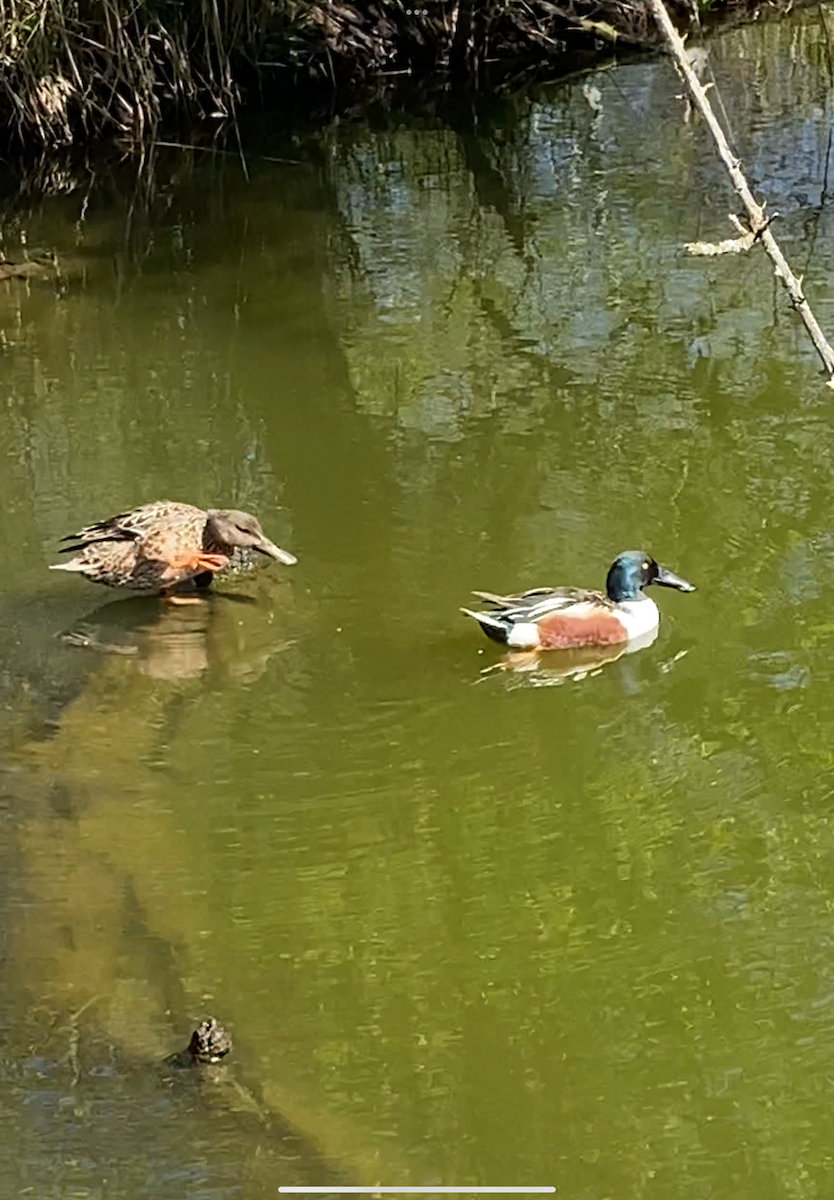 Northern Shoveler - ML621728640