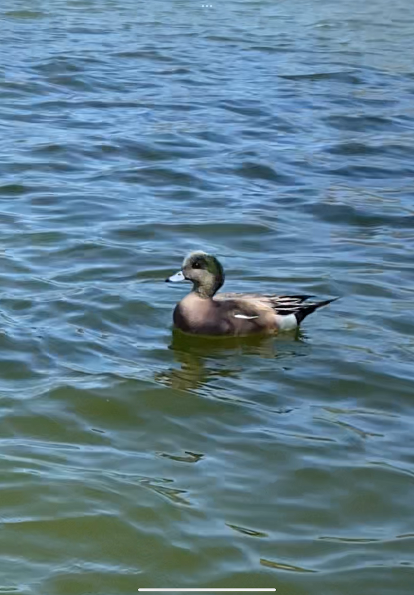 American Wigeon - ML621728643