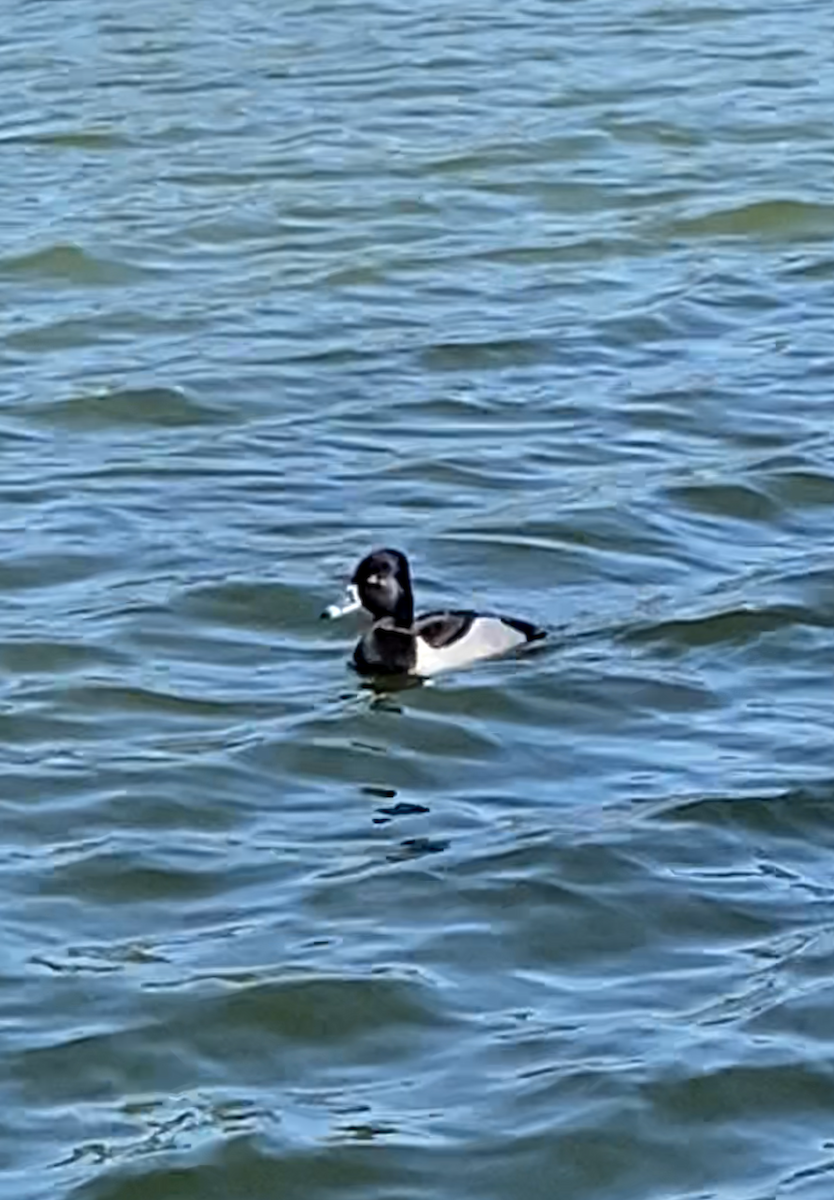 Ring-necked Duck - ML621728649