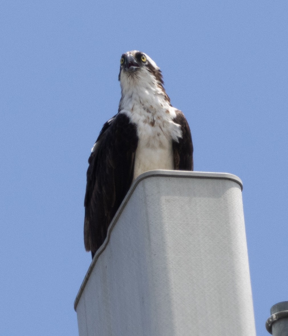 Osprey (American) - ML621728686