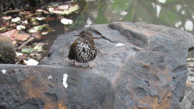 Sharp-tailed Streamcreeper - ML621728699