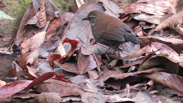 Sharp-tailed Streamcreeper - ML621728700