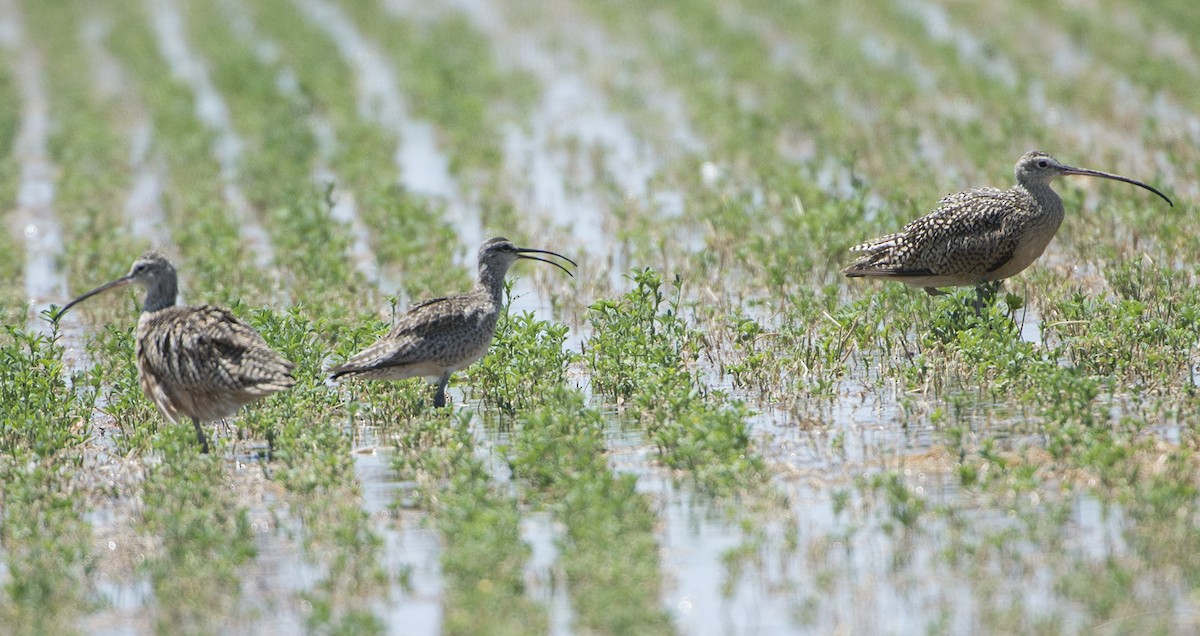 Whimbrel - ML621728738