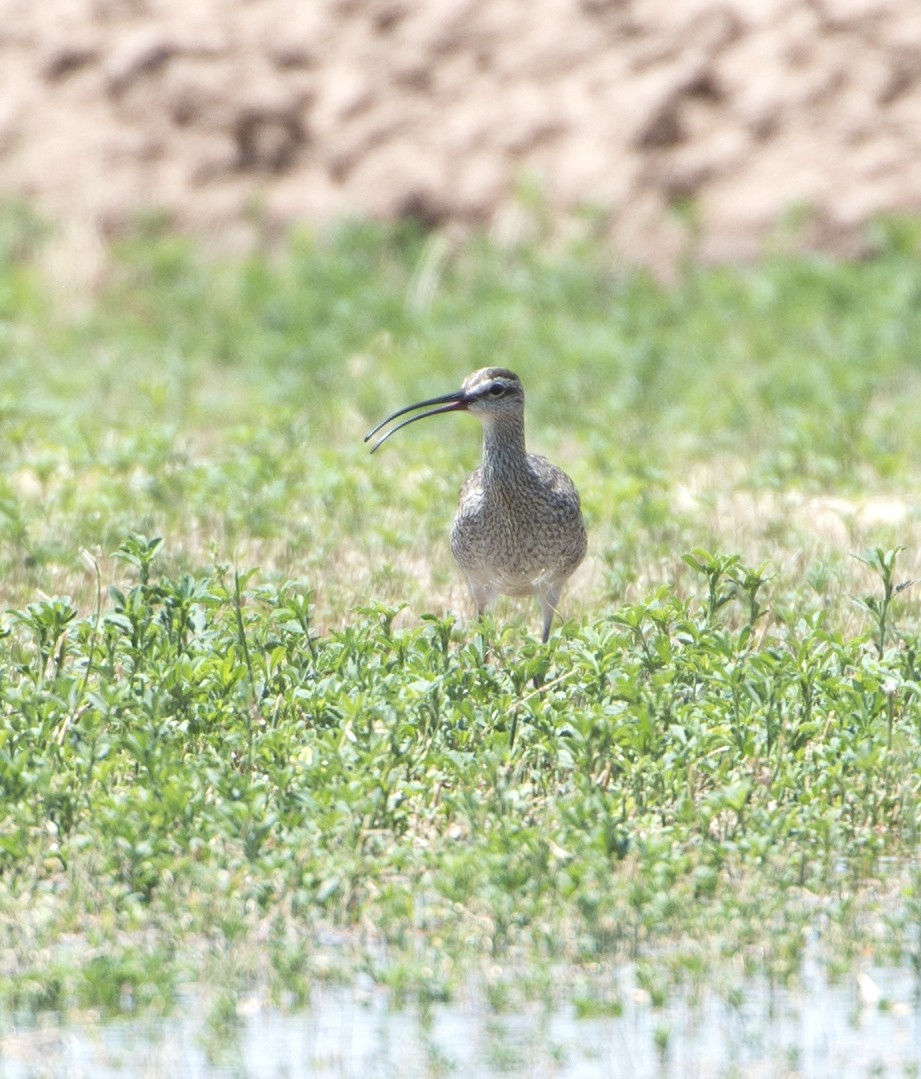 Whimbrel - Bryan Patrick