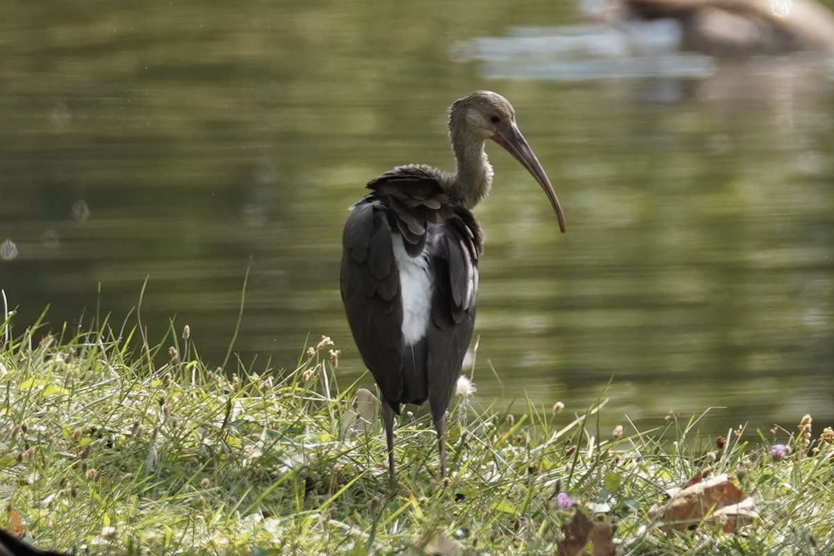 Ibis Blanco - ML621728744