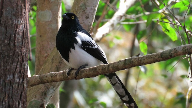 Magpie Tanager - ML621728771