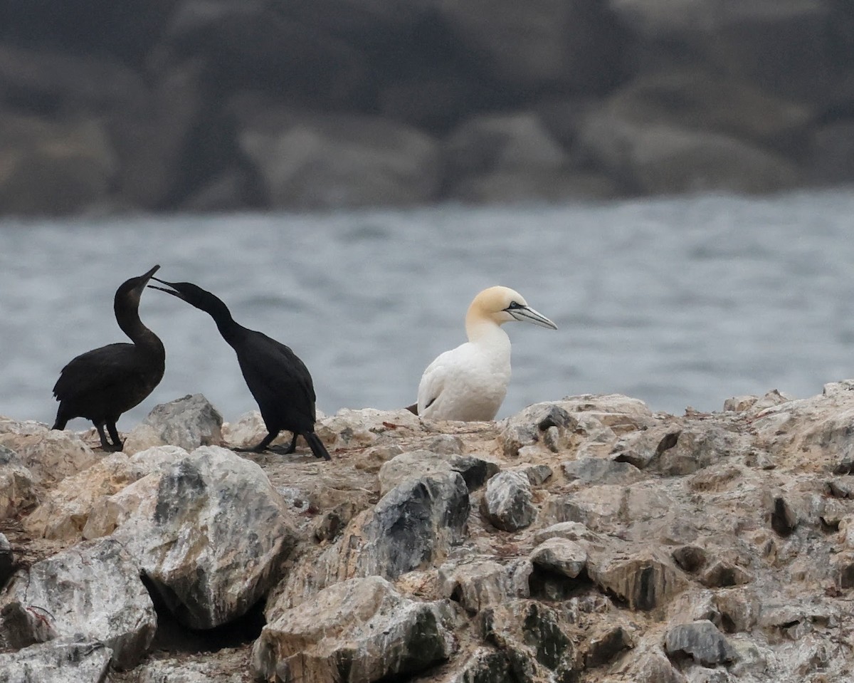 Northern Gannet - ML621728792