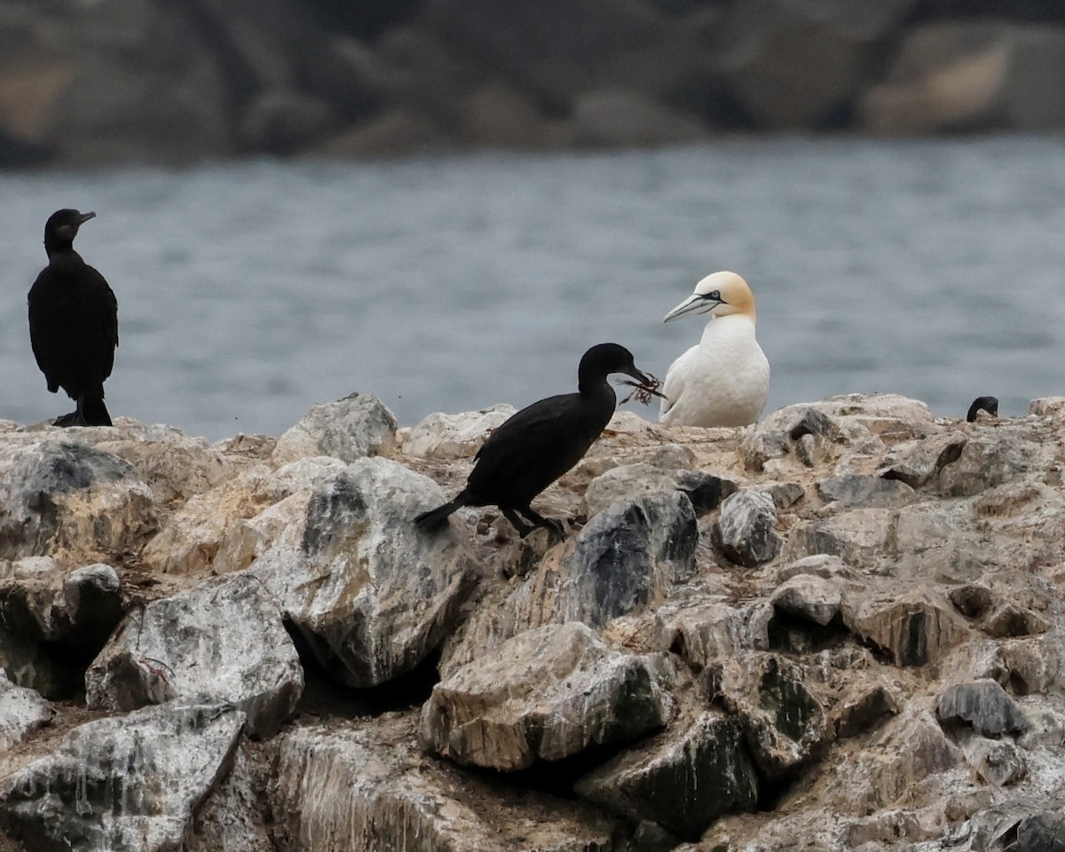 Northern Gannet - ML621728795