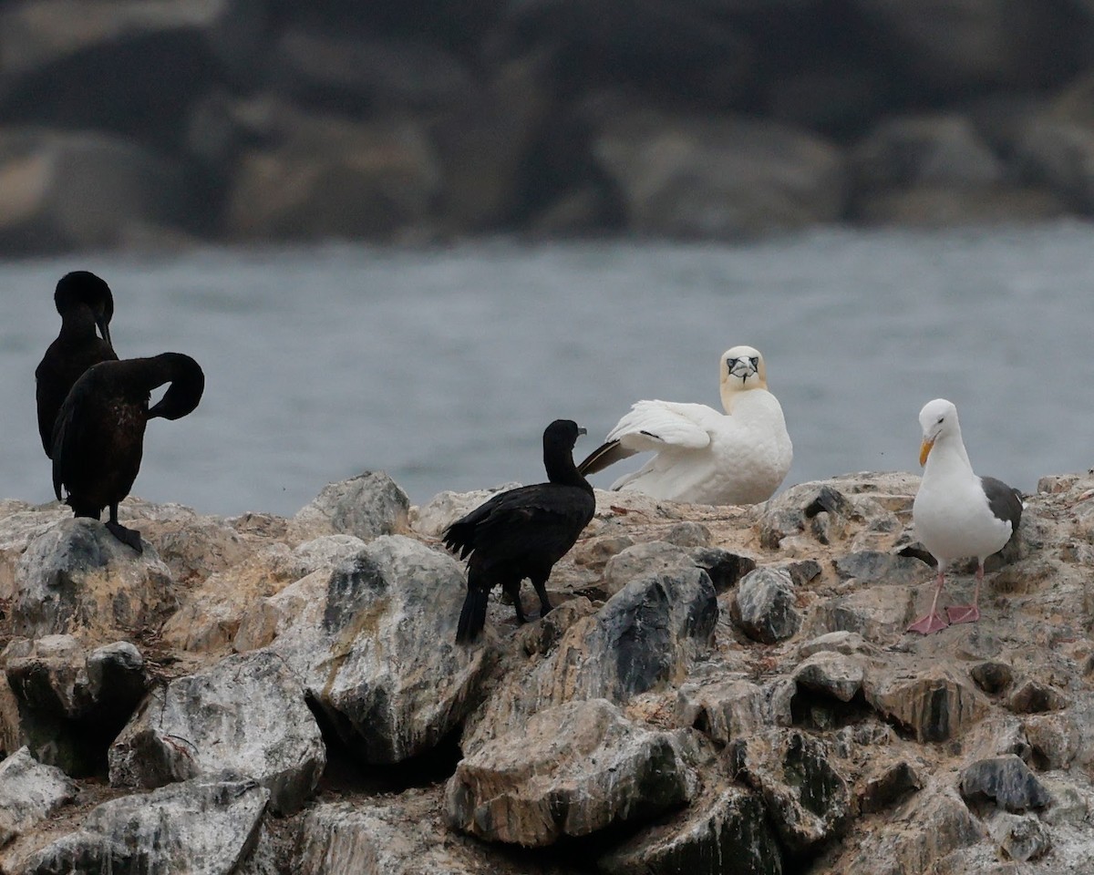 Northern Gannet - ML621728799