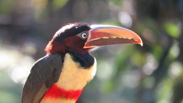 Chestnut-eared Aracari - ML621728800