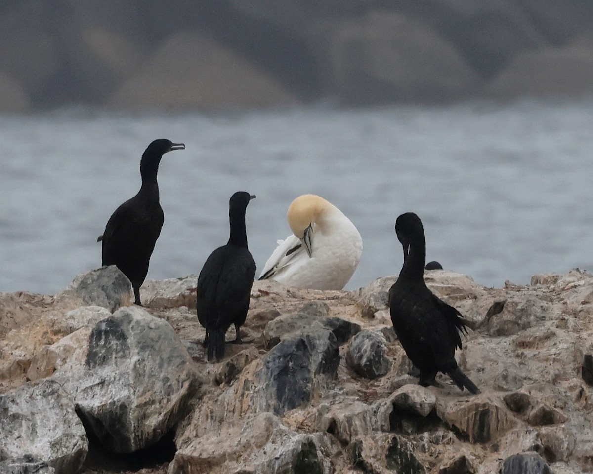 Northern Gannet - ML621728804