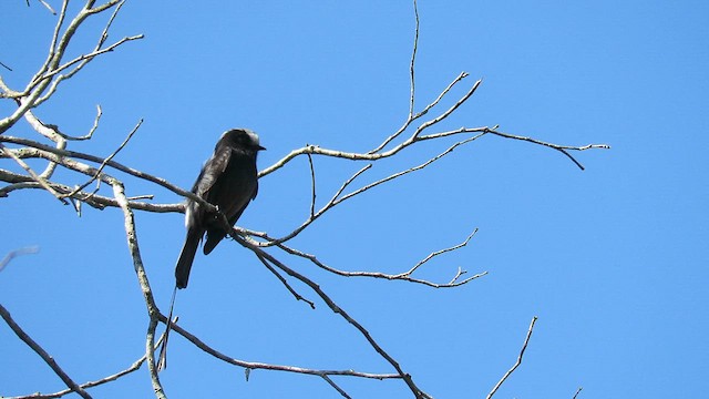 Long-tailed Tyrant - ML621728832