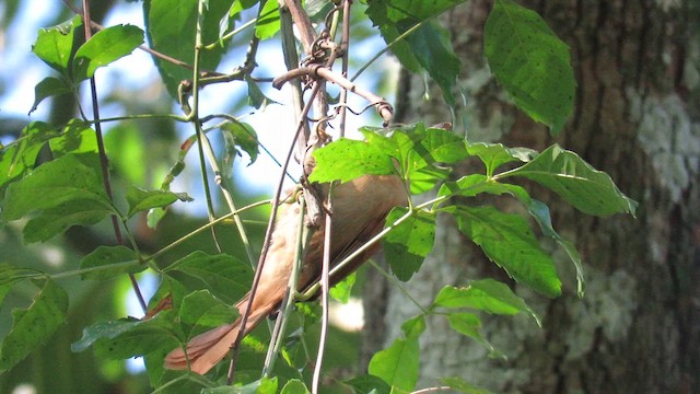 Ochre-breasted Foliage-gleaner - ML621728873