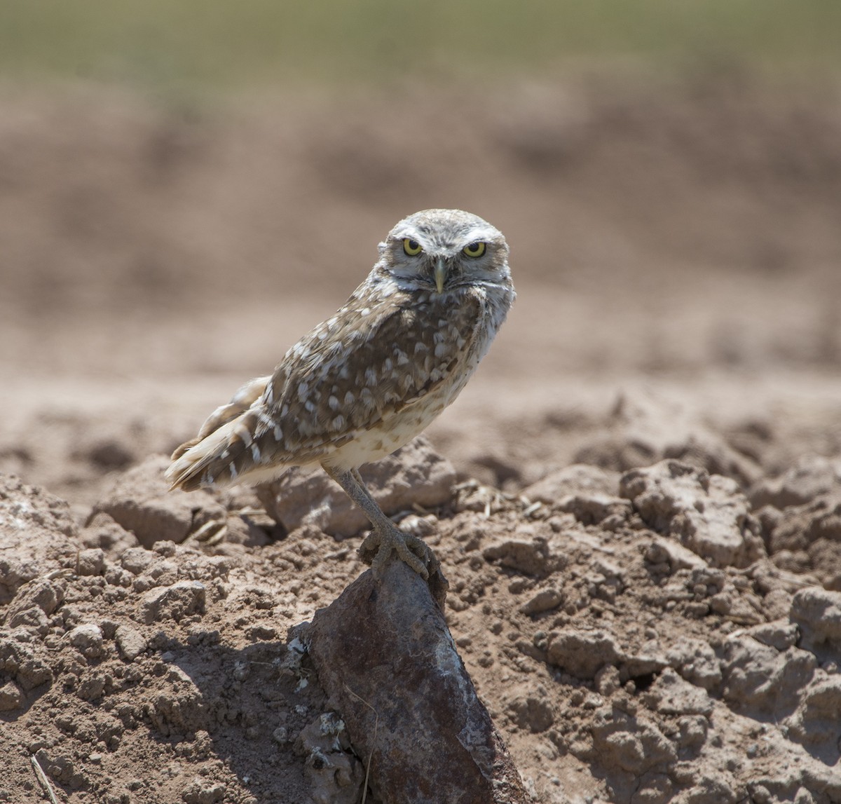 Burrowing Owl - ML621728899