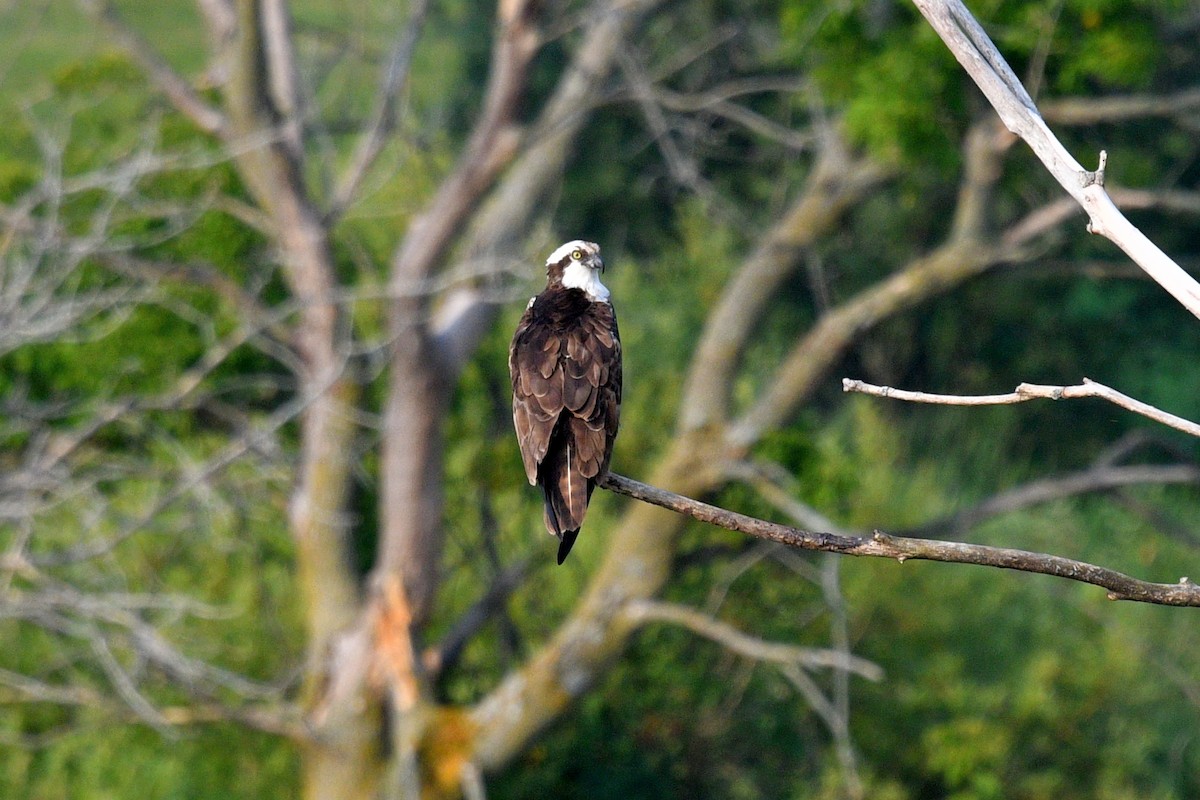 Osprey - ML621728959