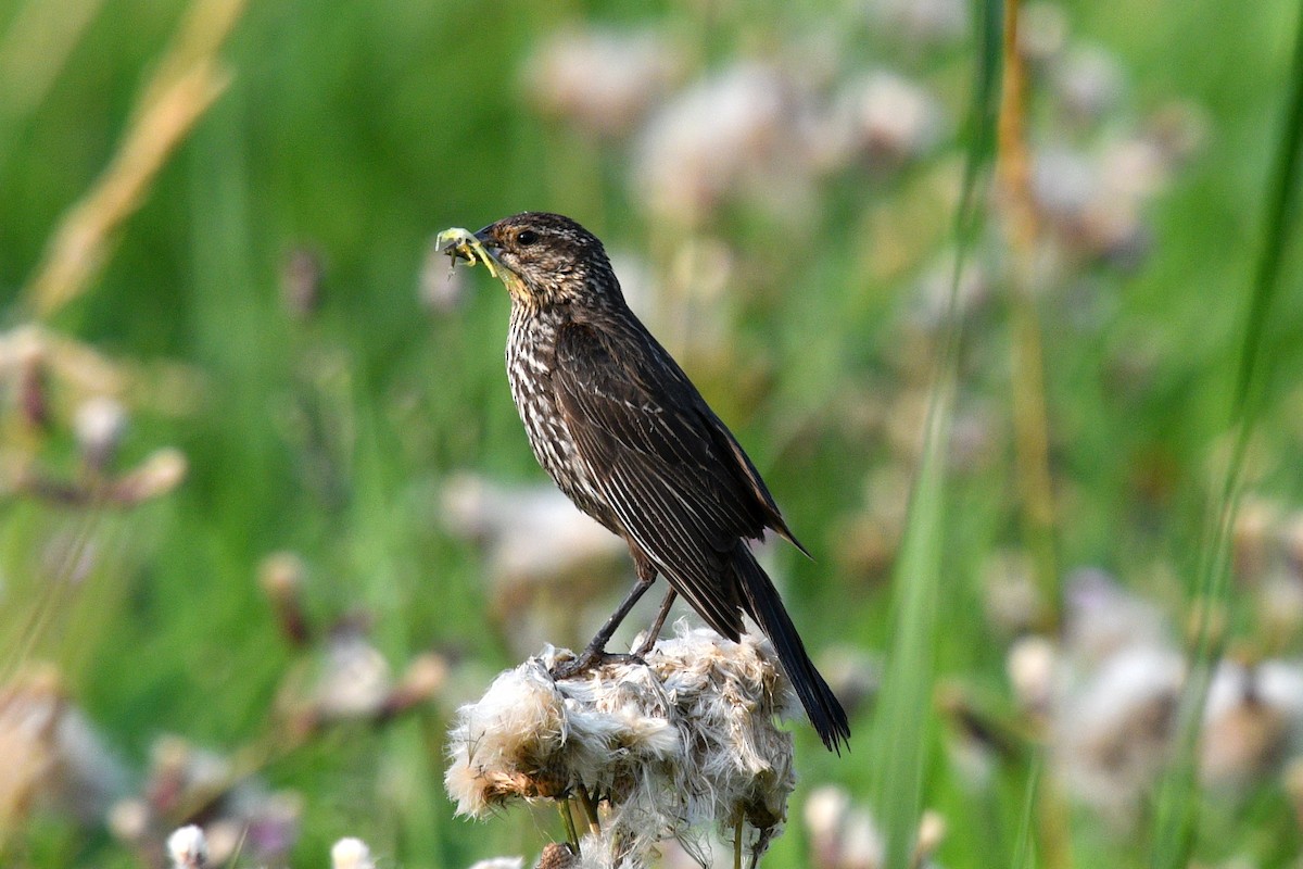 Red-winged Blackbird - ML621728968