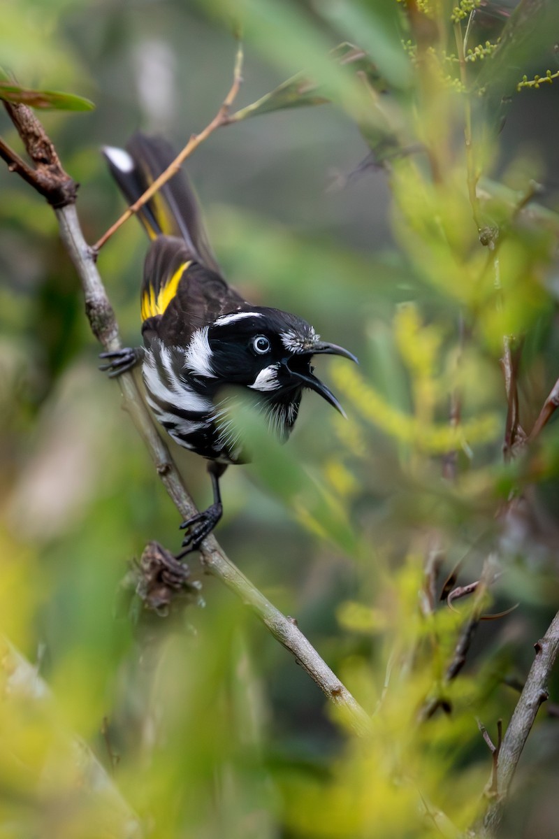 New Holland Honeyeater - ML621728973